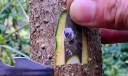 嫁接视频,视频揭秘植物繁殖新篇章